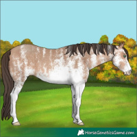 Horse Color:White Spotted Amber Champagne 
