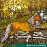Horse Color:Silver Brown Tobiano 