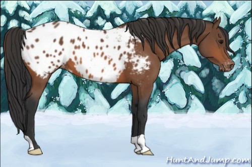 Horse Color:Bay Appaloosa 