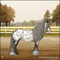 Horse Color:Chocolate Palomino Mushroom Appaloosa Rabicano 