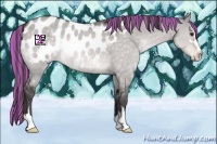 Horse Color:Platinum Painted Buckskin Dun Sabino Appaloosa 