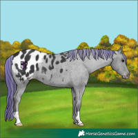 Horse Color:Platinum Painted Black Appaloosa 