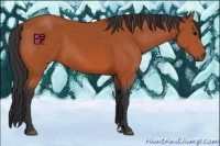 Horse Color:Bay Sabino