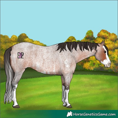 Horse Color:Bay Roan Sabino Splash 