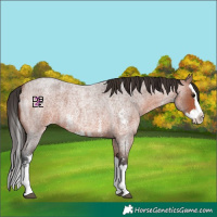 Horse Color:Bay Roan Sabino Splash
