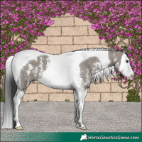 Horse Color:Grullo Sabino Splash Tobiano 