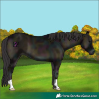 Horse Color:Midnight Smoky Blue Onyx