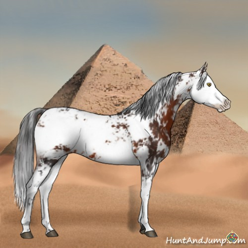 Horse Color:Brown Sabino