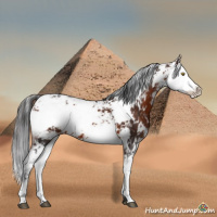Horse Color:Brown Sabino 