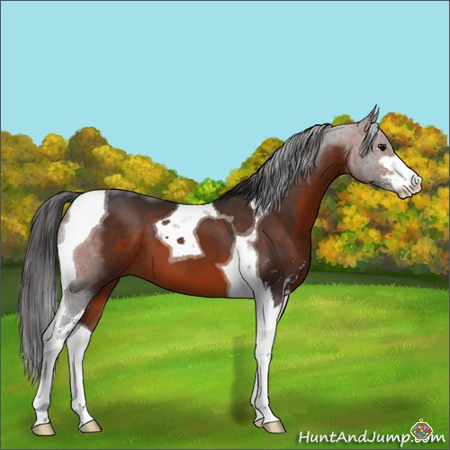 Horse Color:Brown Sabino Tobiano