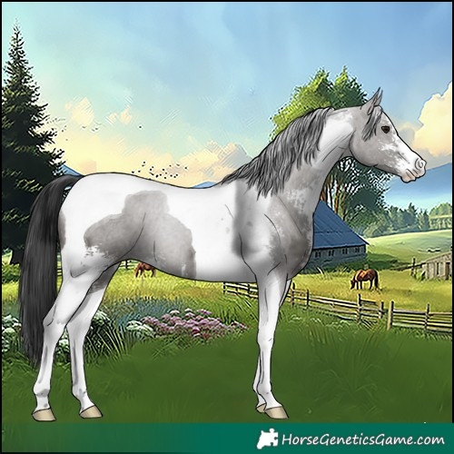 Horse Color:Grullo Sabino Tobiano
