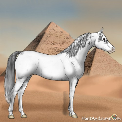 Horse Color:Black Sabino 
