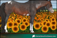 Horse Color:Brown Sabino Tobiano Appaloosa Rabicano 