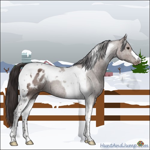 Horse Color:Bay Tobiano Appaloosa