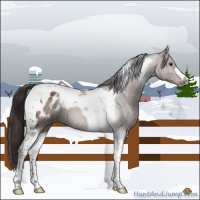 Horse Color:Bay Tobiano Appaloosa 