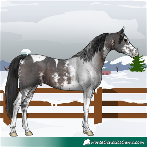 Horse Color:Brown Sabino Tobiano