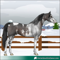 Horse Color:Brown Sabino Tobiano