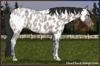 Horse Color:Brown Ice Roan Appaloosa 