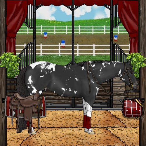 Horse Color:White Spotted Liver Chestnut Tobiano Appaloosa 