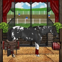 Horse Color:White Spotted Liver Chestnut Tobiano Appaloosa 