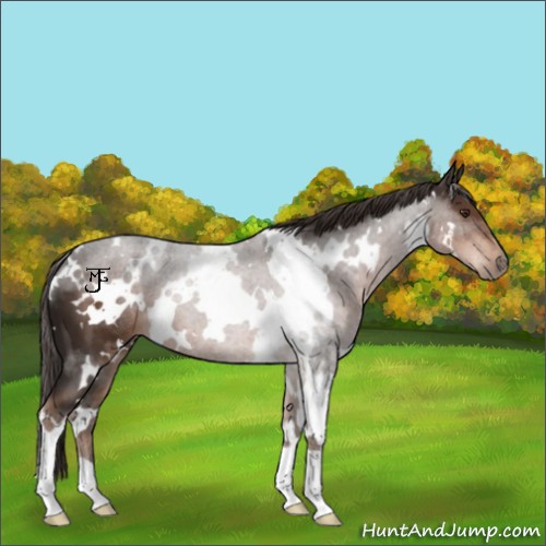 Horse Color:White Spotted Liver Chestnut 