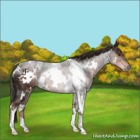 Horse Color:White Spotted Liver Chestnut 