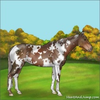 Horse Color:White Spotted Liver Chestnut 