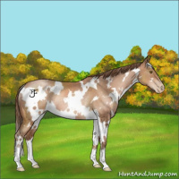 Horse Color:White Spotted Brown Pearl Rabicano