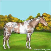 Horse Color:White Spotted Liver Chestnut Pearl 