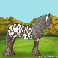 Horse Color:Liver Chestnut Appaloosa 