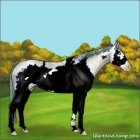 Horse Color:Watercolor White Spotted Brown Ice Pearl Dun Frame Rabicano 
