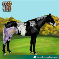 Horse Color:ERROR: UNKNOWN ANOMALY