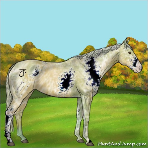 Horse Color:ERROR: UNKNOWN ANOMALY