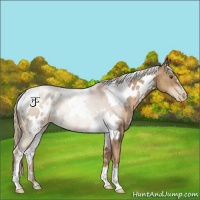 Horse Color:White Spotted Liver Chestnut Pearl 