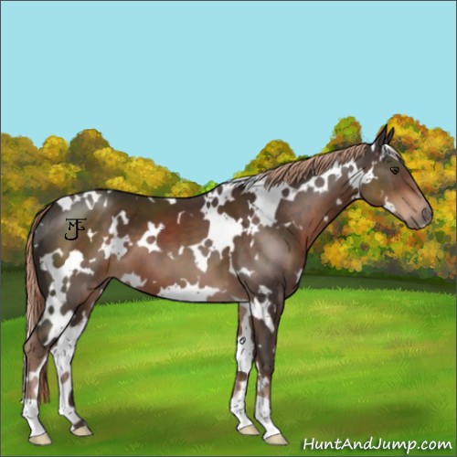 Horse Color:White Spotted Liver Chestnut 