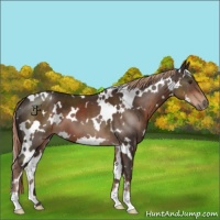 Horse Color:White Spotted Liver Chestnut 