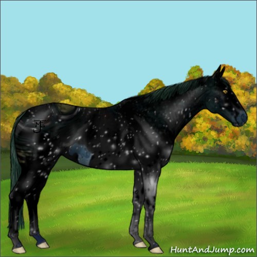 Horse Color:ERROR: UNKNOWN ANOMALY