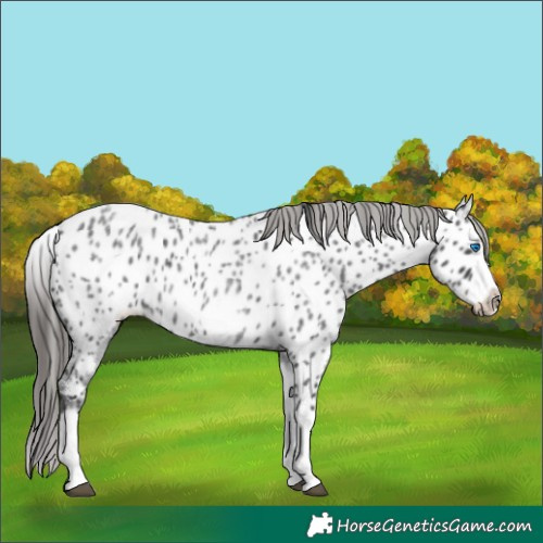 Horse Color:White Spotted Blue Roan Splash Frame Near Leopard