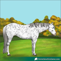 Horse Color:White Spotted Blue Roan Splash Frame Appaloosa 