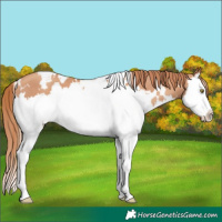 Horse Color:White Spotted Gold Champagne Splash
