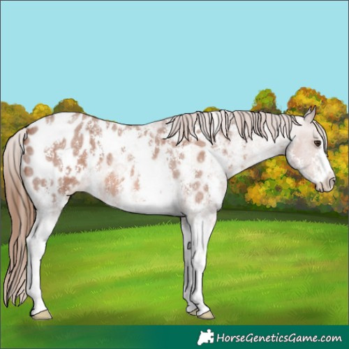 Horse Color:Red Roan Sabino Appaloosa 