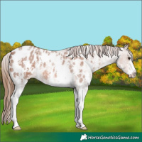 Horse Color:Red Roan Sabino Appaloosa 