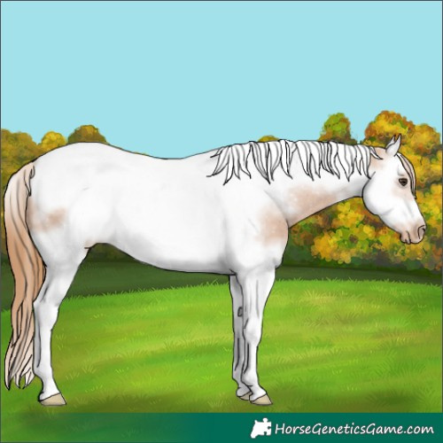Horse Color:Chestnut Splash Tobiano Frame Appaloosa 
