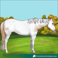 Horse Color:Chestnut Splash Tobiano Frame Appaloosa