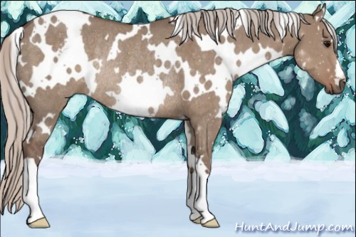 Horse Color:White Spotted Silver Grullo Rabicano