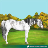 Horse Color:Brown Sabino Rabicano
