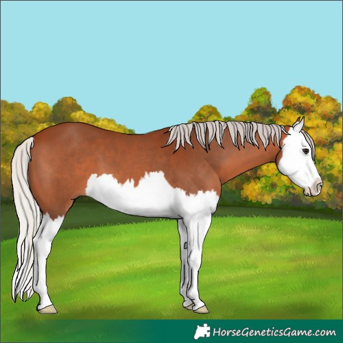 Horse Color:Silver Bay Splash 