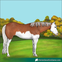 Horse Color:Silver Bay Splash