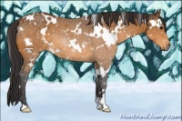 Horse Color:White Spotted Buckskin 