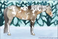 Horse Color:White Spotted Buckskin Dun Sabino Appaloosa Rabicano